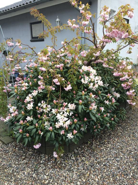 Svalegaarden Guesthouse Saerslev Екстер'єр фото
